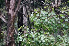 Cheirodendron trigynum