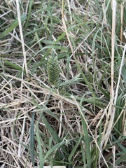 Eleusine tristachya