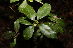 Acronychia pauciflora
