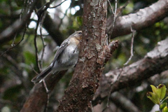 Chasiempis sclateri