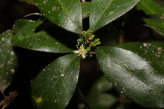 Acronychia pauciflora