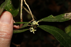 Acronychia pauciflora