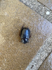 Temnorhynchus retusus