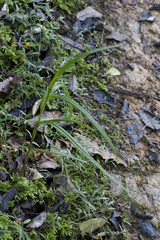 Pterostylis