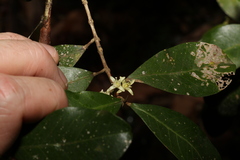 Acronychia pauciflora