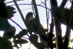 Pterorhinus pectoralis