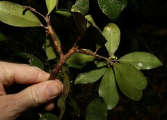 Acronychia pauciflora