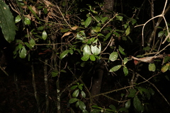 Acronychia pauciflora