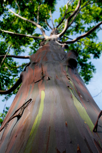 Eucalyptus deglupta