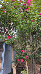 Camellia hiemalis