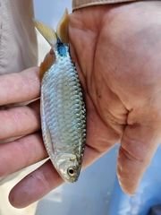 Brycinus imberi