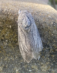 Endoxyla edwardsorum