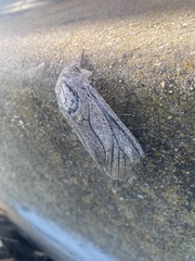 Endoxyla edwardsorum