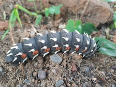 Bunaea alcinoe