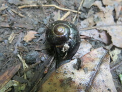 Victaphanta compacta