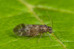 Peripsocus subfasciatus