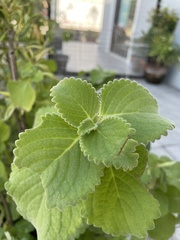 Coleus amboinicus