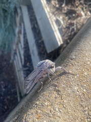 Endoxyla edwardsorum