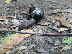 Victaphanta compacta