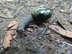 Victaphanta compacta