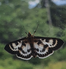 Anania hortulata