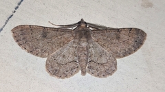 Cleora alienaria