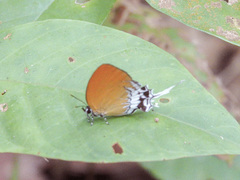 Eooxylides tharis distanti