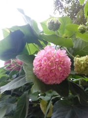 Dombeya