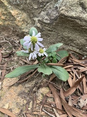Aster panduratus
