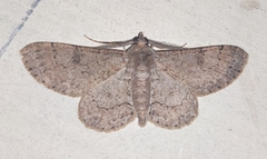 Cleora alienaria