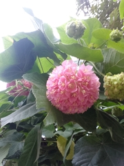 Dombeya