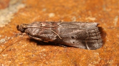 Acrobasis suavella