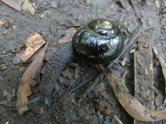 Victaphanta compacta