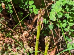 Dipodium campanulatum