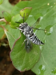 Coelioxys