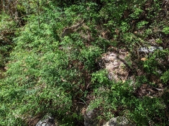 Dipodium campanulatum