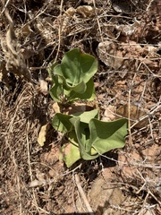 Mirabilis multiflora