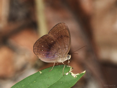 Faunis canens arcesilas