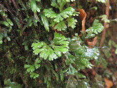 Hymenophyton