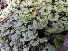 Hymenophyton flabellatum