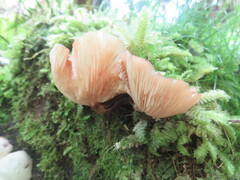 Scytinotus longinquus