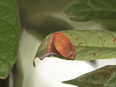 Bematha extensa