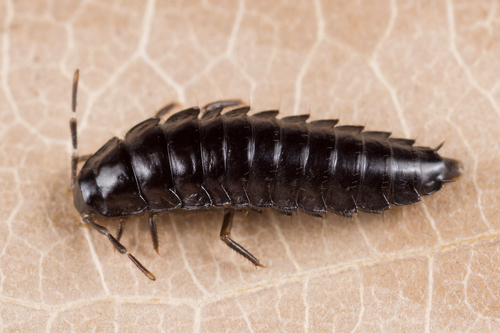 Šliužagraužis maitvabalis nuotrauka