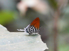 Drupadia ravindra moorei