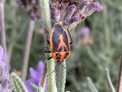 Agonoscelis rutila
