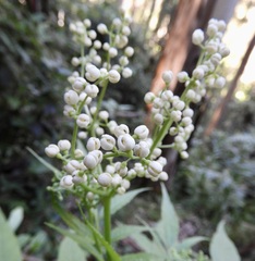 Sambucus gaudichaudiana
