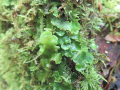 Lunularia