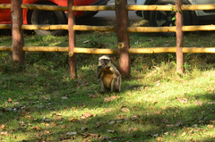 Semnopithecus entellus