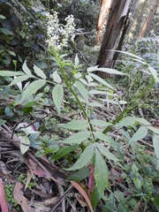 Sambucus gaudichaudiana