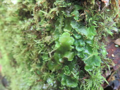 Lunularia